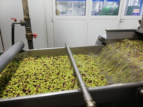 Our olives being washed at the factory, prior to pressing