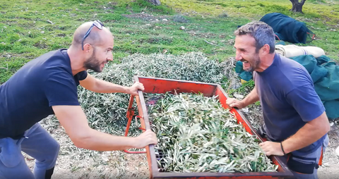 Leaf and olive separator (though Makis and Manolis seem to think it is table football!)