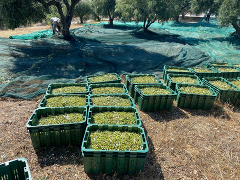 Green olives harvested in October, collected into crates for taking to the olive factory