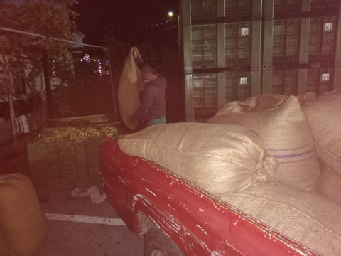 Cretan farmers unloading their olives at the factory late into the night