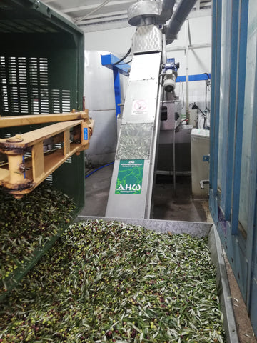 Olive and leaves poured into the receiving funnel are then sucked up into the leaf separator chimney