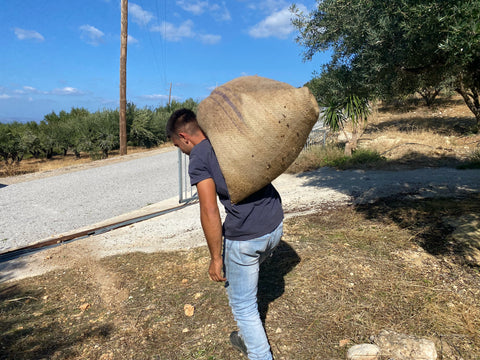 olives gathered from the harvesting nets are collected up into sacks before being mechanically separated from leaves