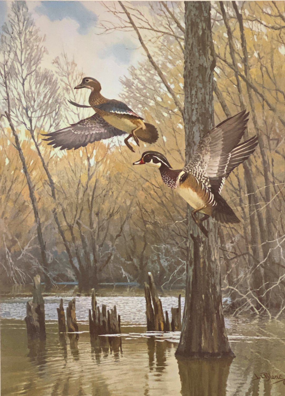 Lee LeBlanc Open Edition Wood Duck Art Print Through the Trees (14