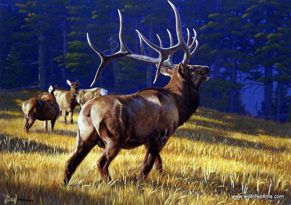 Artist Al Agnew Unframed Elk Print Autumn Ritual | WildlifePrints.com