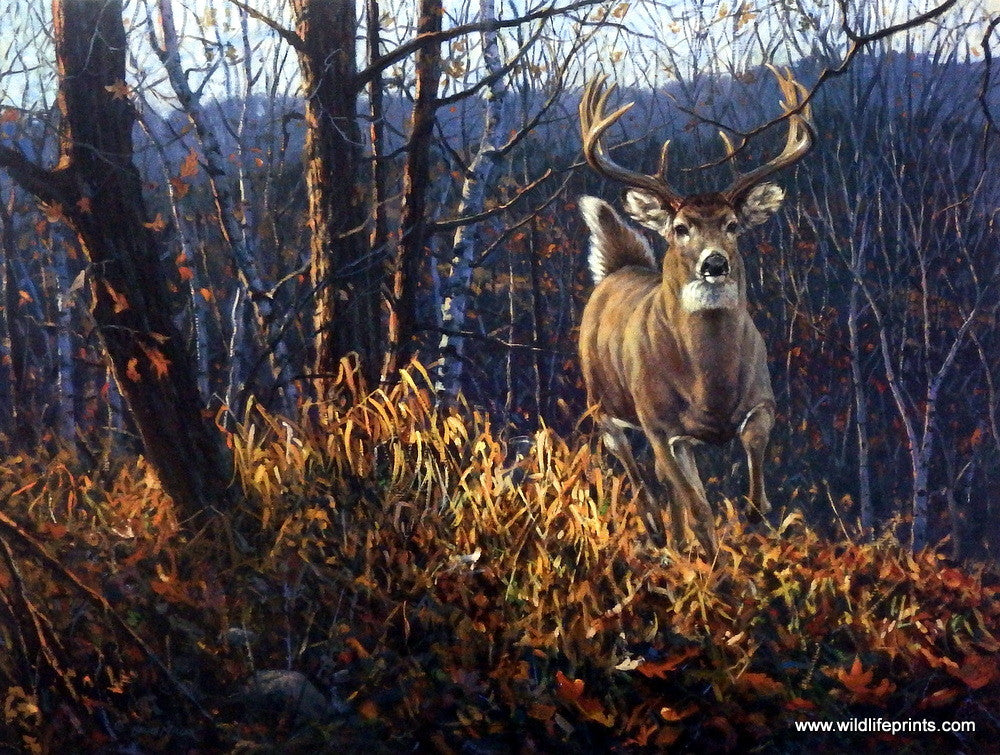 Artist Bruce Miller Unframed Whitetail Deer Print Backwoods Runner