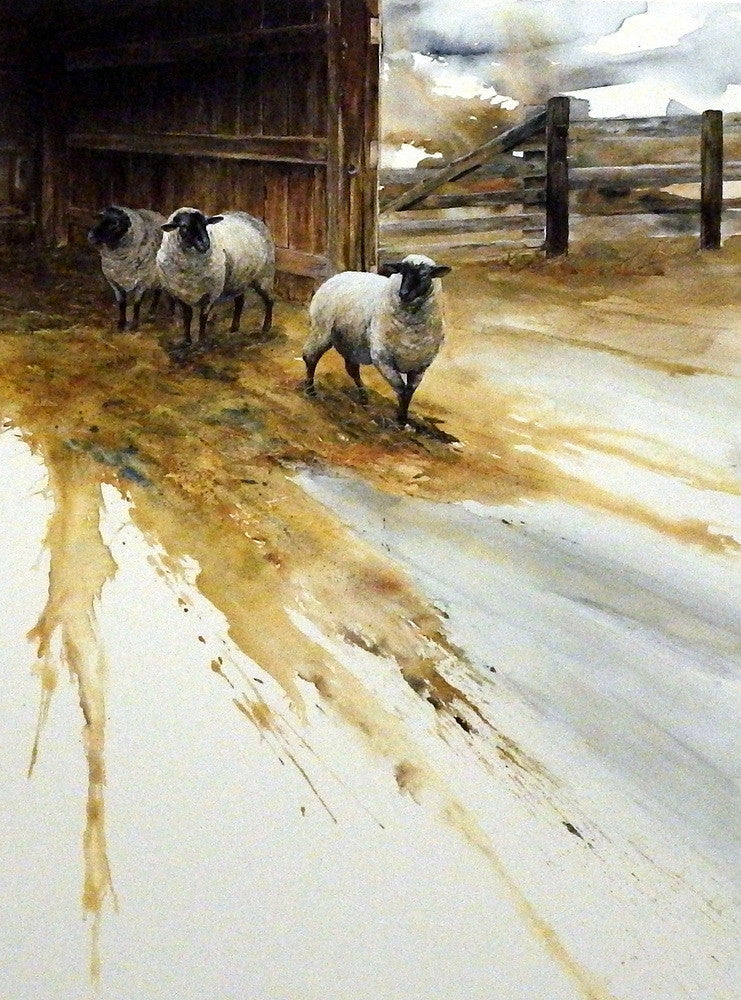 Mike Capser Country White Sheep Print 16 X 23 Wildlifeprints Com