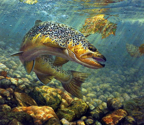 Mark Susinno Duped- Brown Trout | WildlifePrints.com