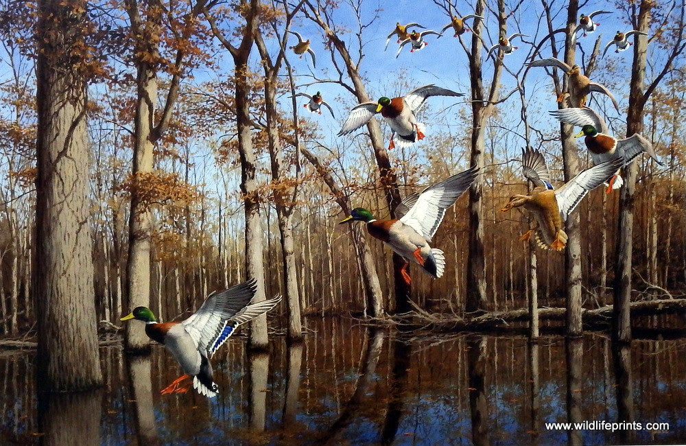 mallards landing in timber