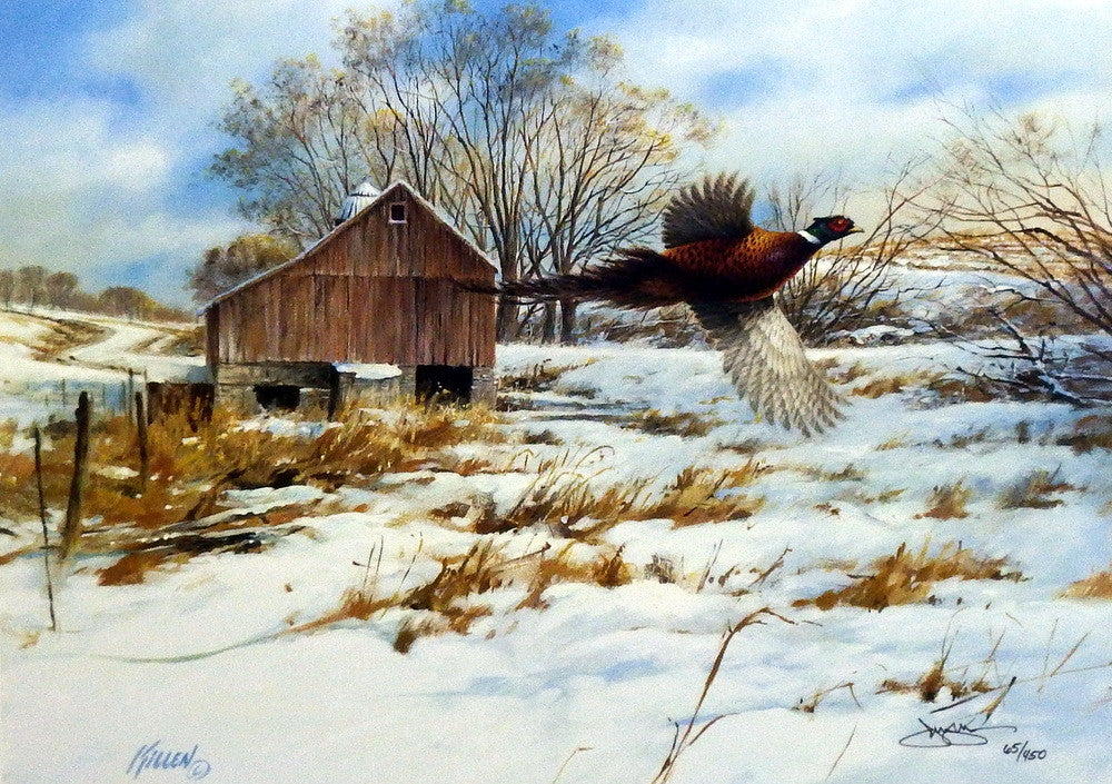 Artist James Killen Unframed Ring-Neck Print Pheasant Country