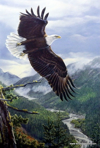 Artist Al Agnew Unframed Eagle Print Soaring Spirit | WildlifePrints.com