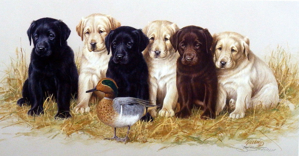 Artist James Killen Unframed Labrador Puppy Print The Greenhorns