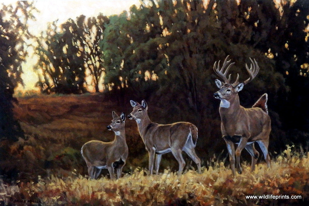 deer paintings