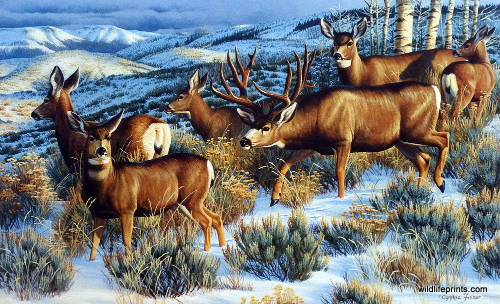 Artist Cynthie Fisher Whitetail Deer Buck Art Print Picture Ladies Man ...