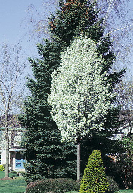 chanticleer pear tree