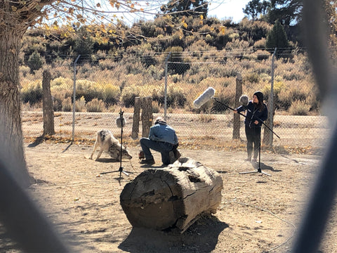 People recording using boom microphones outdoors surrounded by wolves