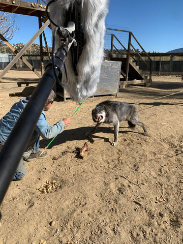 View of boom mic in front of snarling animal