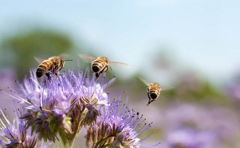 Why are bees crucial for the environment 