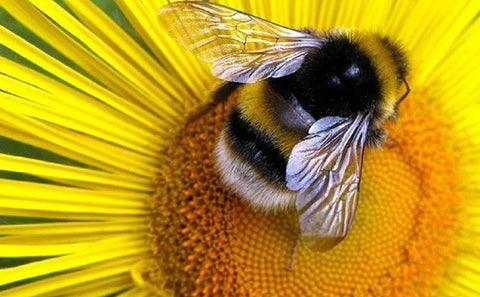 Bees pollinate crops which is important to the environment