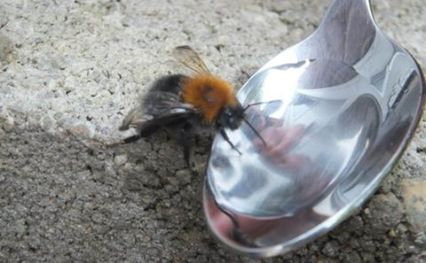 How to save a bee with sugar solution