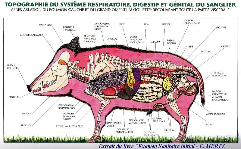 les differentes parties de la viande d'un sanglier