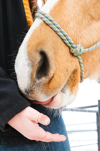 An image of a horse licking its lips with a woman's hand outstretched towards it.