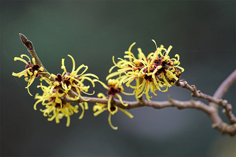 witch hazel plant