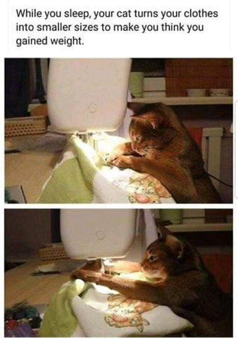 CAT SEWING CLOTHES