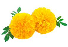 Pot Marigold (Genda)