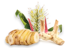 Spiked Ginger Lily and Greater Galangal