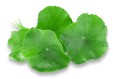 Indian Pennywort
