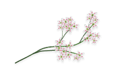 Pashanabheda (Saxifraga ligulata)