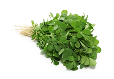 Fenugreek