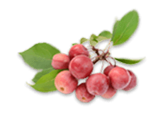 Crab Apple 