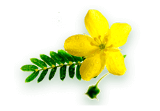 Gokshura (Tribulus)