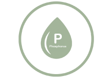 Phosphorus
