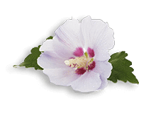 Musk Mallow