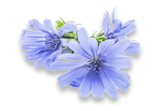 Chicory
