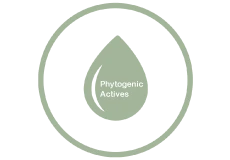 Phytogenic Actives
