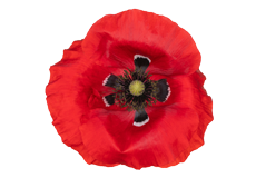 Red poppy 
