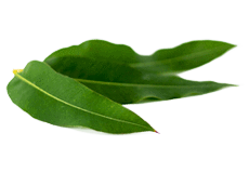 Eucalyptus
