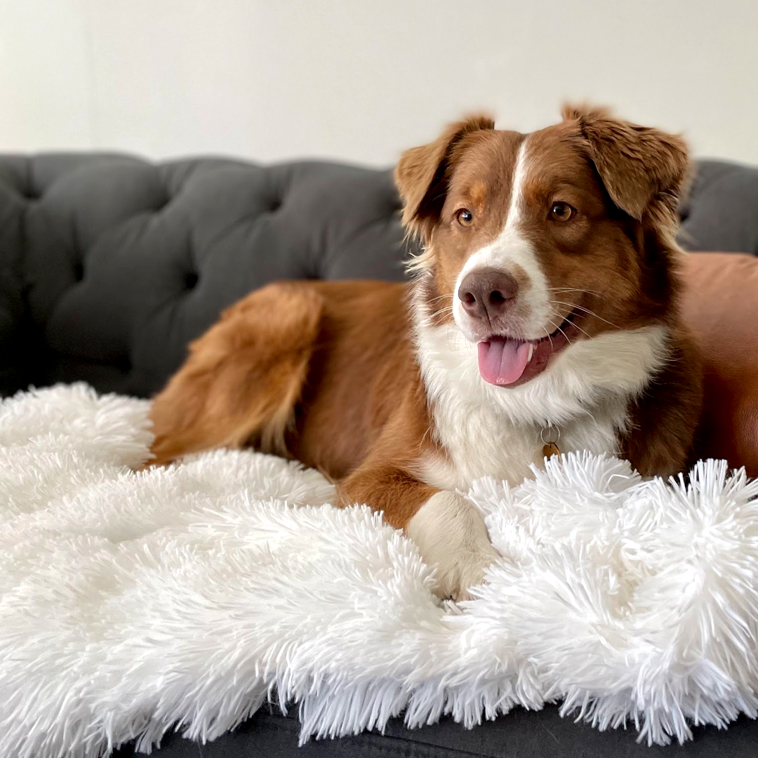 Matching Buddy Dog Blanket - Coco and Bark product image