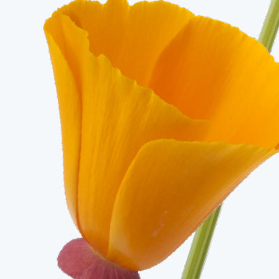 Fresh California Poppy