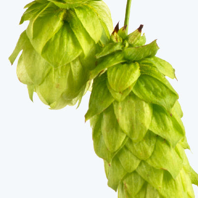 Hops Humulus