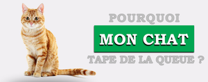 Pourquoi Mon Chat Tape De La Queue Chat Bada