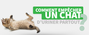 Comment Empecher Un Chat D Uriner Partout Chat Bada