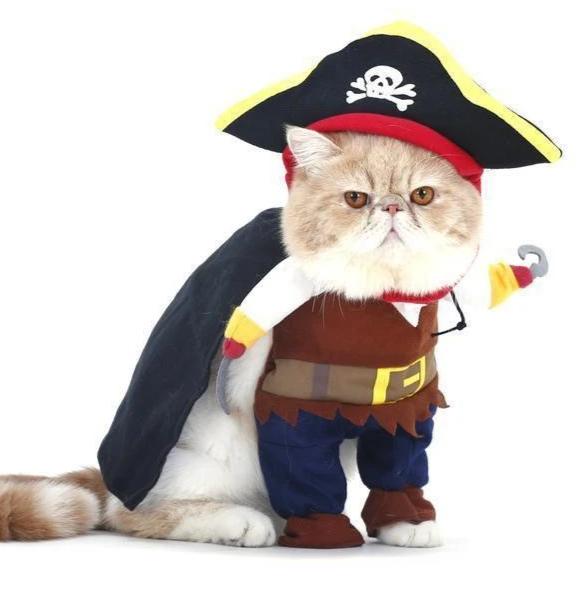 Chat Costume Pirate Chat Bada