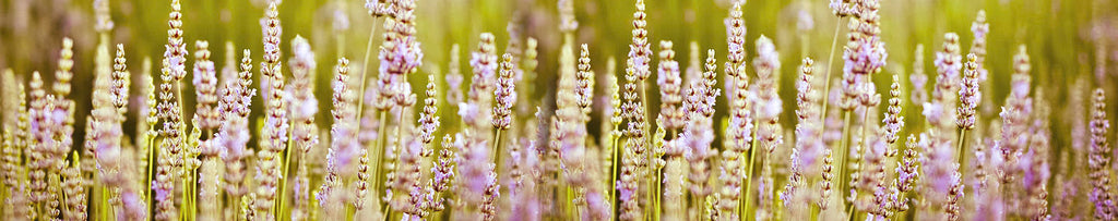 Field of lavender