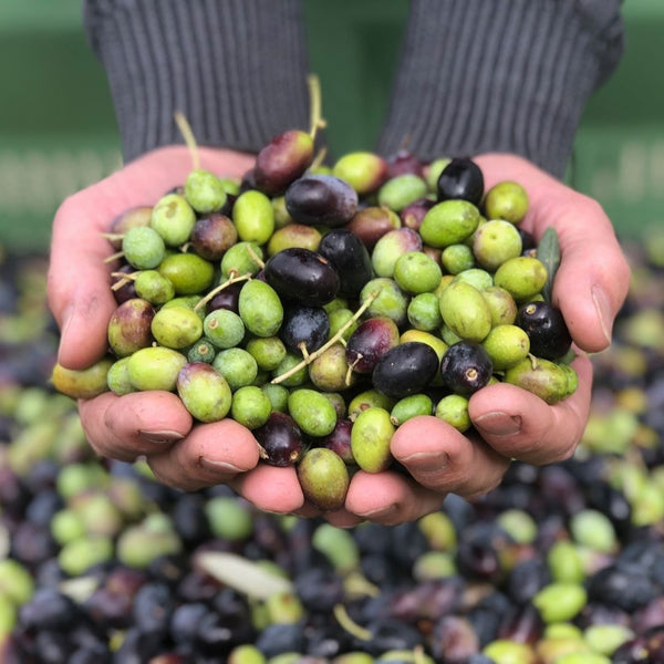 freshly picked organic olives in hands