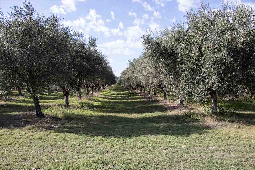 Cockatoo Grove olive trees