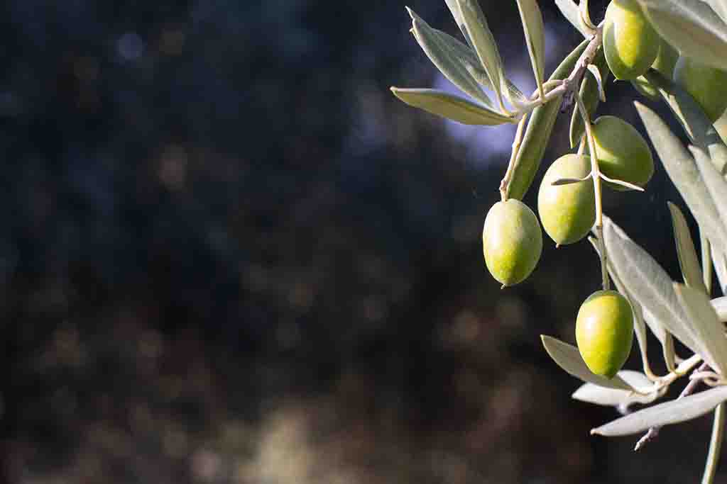 Cockatoo Grove olives on trees